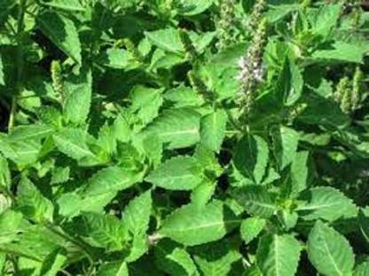 LYRS Fresh Tulsi Leaf Tulsi Seed
