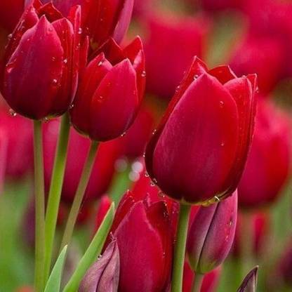 What Else: the Pics & Poetry of Kesha L Johnson-Clark