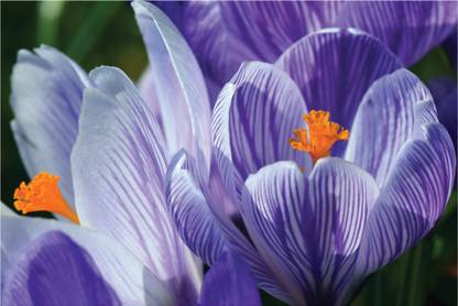 Milazzo Beyond Vision Canvas 72 inch x 48 inch Painting