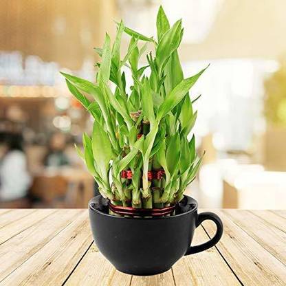 PHORE Three Layer Bamboo Plant