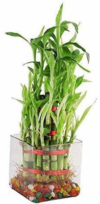 PHORE Three Layer Bamboo Plant