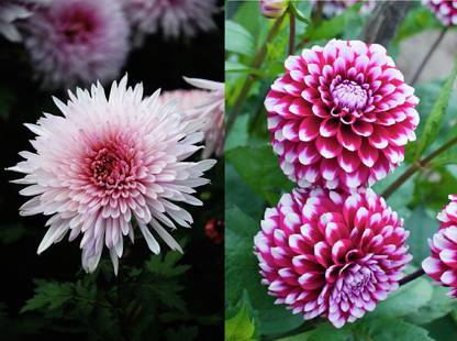 GARDENIFY INDIA CHRYSANTHEMUM AND DAHLIA FLOWERS COMBO Seed