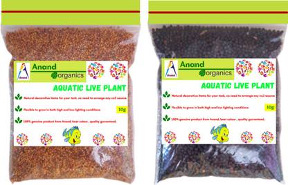 ANAND Live Seeds Natural Decorative Accessories Carpet Grass Aquarium Plant Combo Without co2 Seed