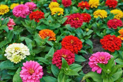 Crapulous Zinnia Mixed Seed