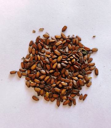 Jungle Seeds Pila Pushpdar Seed