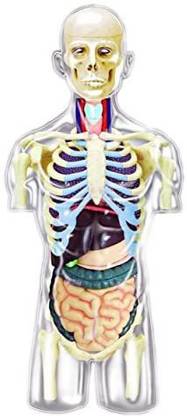 Tedco 4D Master Transparent Human Anatomy Torso Model Kit, One Color