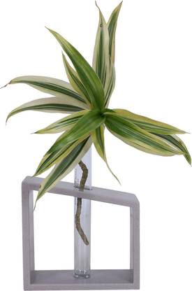 ratash.com Corian Solid Surface Hydroponic Test Tube Planter Incline Nut With 1 Glass Test Tube Plant Container Set