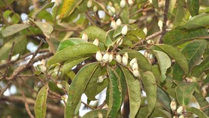 Plantzoin Lodh Tree Plant