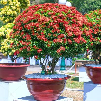 Ukaanda Trothic Ixora/Chethi Plant