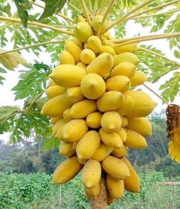 Grinian Papaya Plant