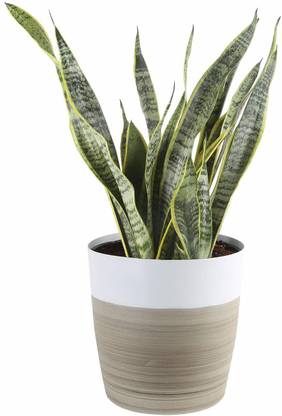 Eco Ocean Snake Plant