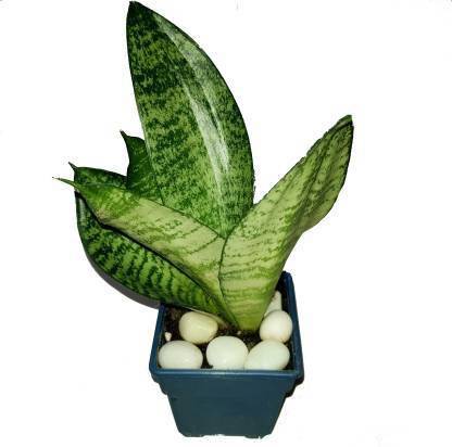 borealis Snake Plant