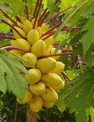 JR GLOBLE Papaya Plant
