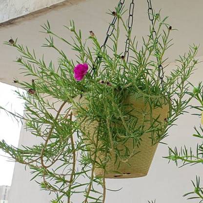 Grinian Portulaca Plant