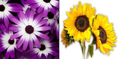 xcentax Cineraria, SUNFLOWER DWARF SUNGOLD Seed