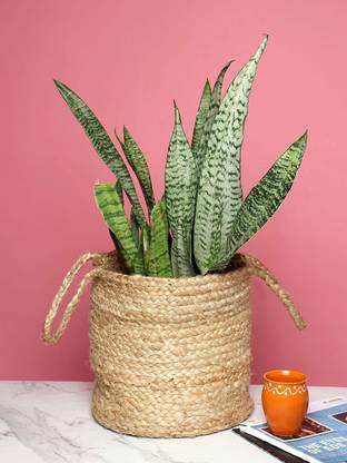 FLYER Jute Jute Basket planters for indoor plants / storage / organizing décor round shape with handle (10 inch) JB-01-10 Storage Basket