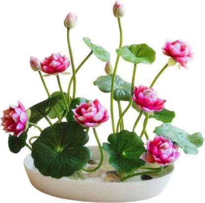 Poches Lotus Seed
