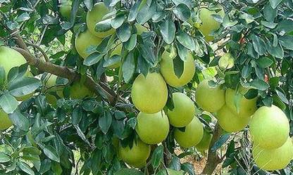 Dishita Go Green Pomelo Plant