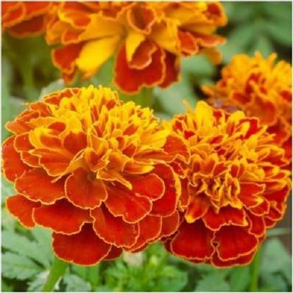 VibeX Organic Hybrid Marigold Seeds Seed