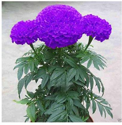 VibeX LXI-417-Purple MARIGOLD SEED Seed