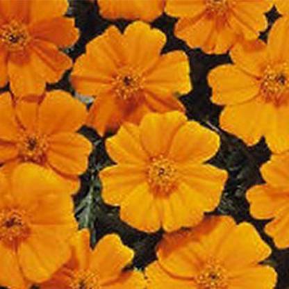 VibeX French Marigold Flower Garden Seeds - Disco Series - Orange Seed
