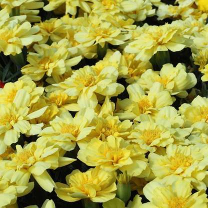 VibeX Alumia Vanilla Cream French Marigold Seeds Seed