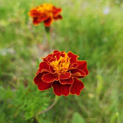 VibeX Marigold Seed