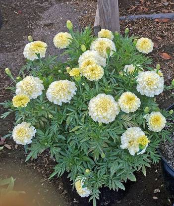VibeX Kilimanjaro White African Marigold Seeds Seed
