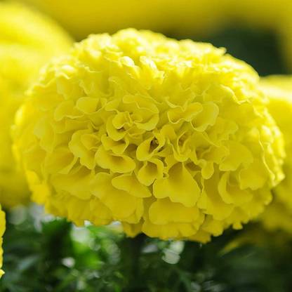 VibeX Marigold Seed