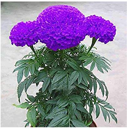 VibeX ® LXI-297-Blue Marigold Flower Seeds Seed
