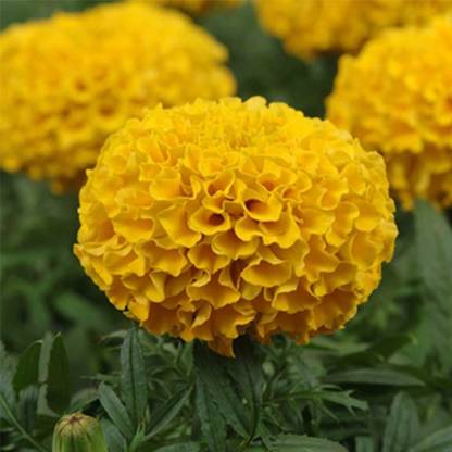 VibeX African Marigold Flower Garden Seeds - Taishan Series F1 - Gold Seed