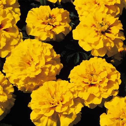 VibeX French Marigold Flower Garden Seeds - Janie Series - Bright Yellow Seed