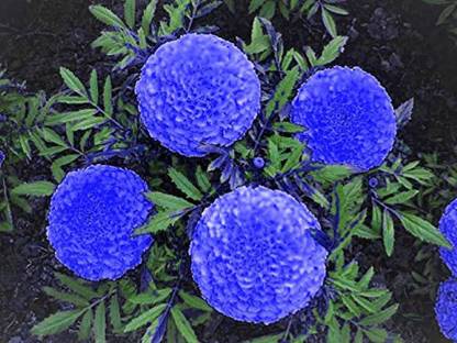 VibeX Blue Marigold Flower Seeds Seed