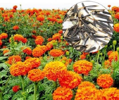 VibeX F1 Hybrid Marigold Seeds Seed