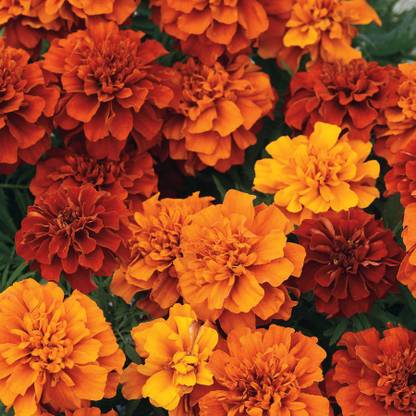 VibeX Fireball Marigold Seeds Seed