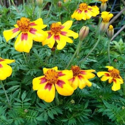 VibeX CRACKERJACK AFRICAN MARIGOLD SEEDS Seed