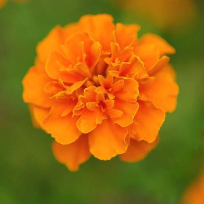VibeX Marigold Seed