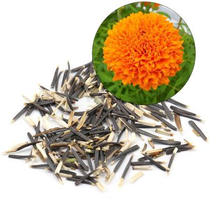 VibeX Ornamental Marigold Seeds for Planting Seed
