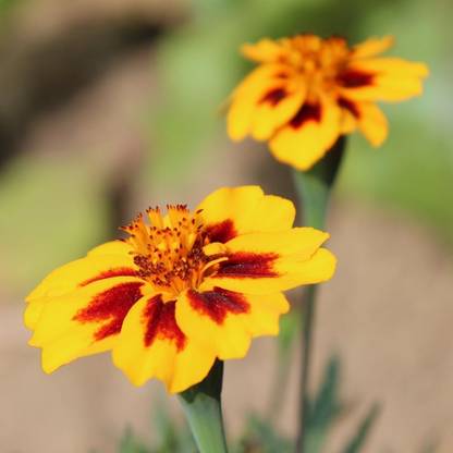 VibeX Lemon/Tangerine Gems Signet Marigold Seeds Seed