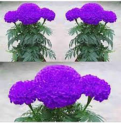 VibeX Purple Blue Marigold Rare Marigold Flower Seeds Seed