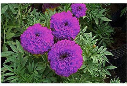 VibeX Blue Marigold Rare Marigold Flower Seeds Seed