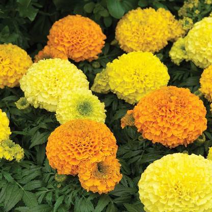VibeX African Marigold Flower Garden Seeds - Antigua Series F1 - Mix Seed