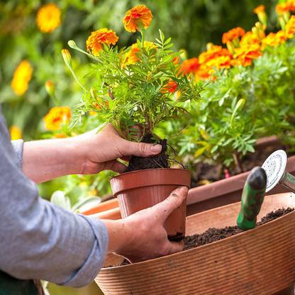 VibeX AF-72-359-Marigold - Open Pollinated - Annual - Flower Gardening Seeds Seed