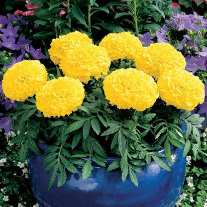 VibeX African Marigold Flower Garden Seeds - Antigua Series F1 - Yellow Seed