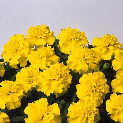 VibeX Marigold Seed