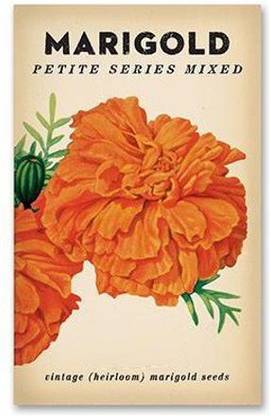 VibeX XXX-343-Hybrid Patite Series Marigold Seeds Seed