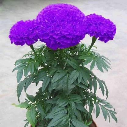 VibeX Purple Blue Marigold Flower Plant Seeds Seed
