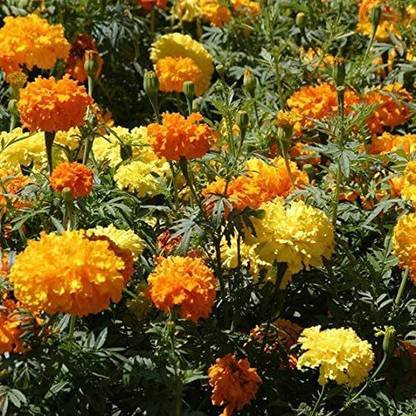 VibeX Tagetes erecta Marigold American Crackerjack Mix Seed