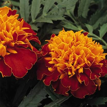 VibeX French Marigold Flower Garden Seeds - Janie Series - Harmony Seed