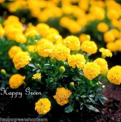 VibeX ™ VXI-946-FRENCH MARIGOLD DWARF - YELLOW BOY Seed